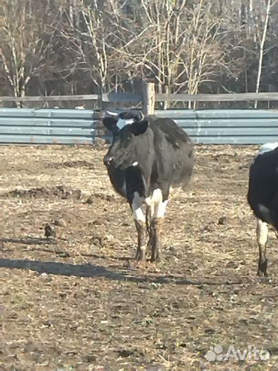 Корова стельная