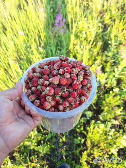 Полевая клубника