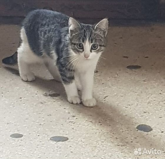 Кошка в дар