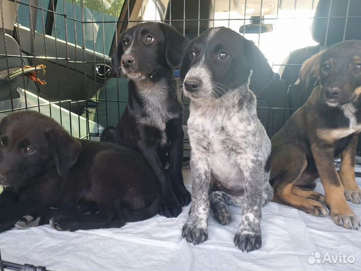 Собака щенок курцхар