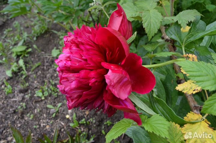 Пионы сортовые