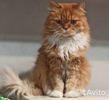 Шотландский вислоухий рыжий кот