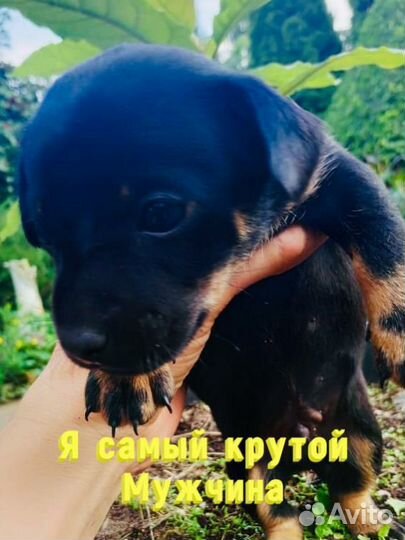 Собака в добрые руки отдам бесплатно