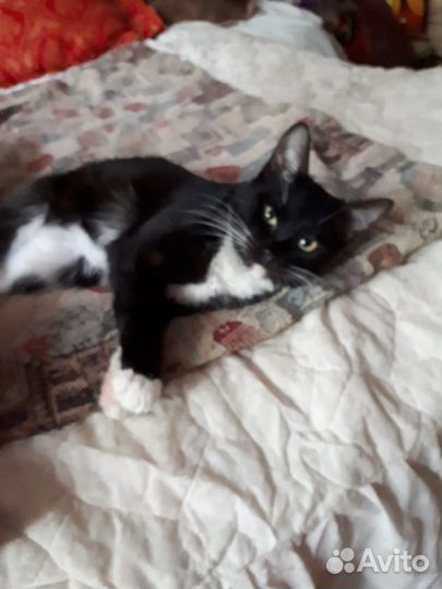 Котик с Идеальным характером привит