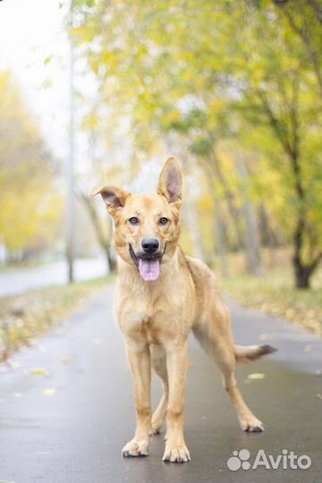 Собака в добрые руки