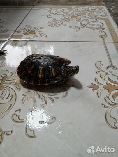 Красноухая черепаха маленькая