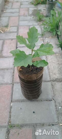 Дуб и Алоэ лечебное