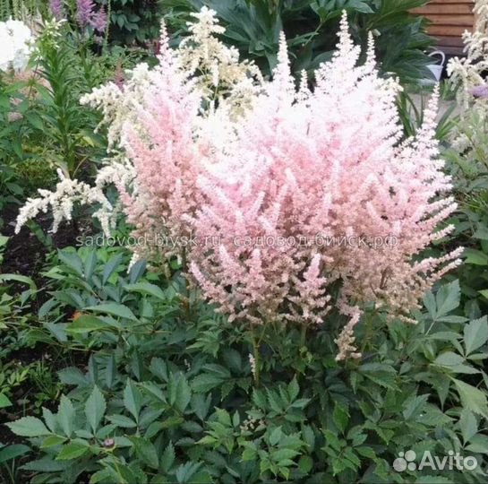 Садовые многолетники