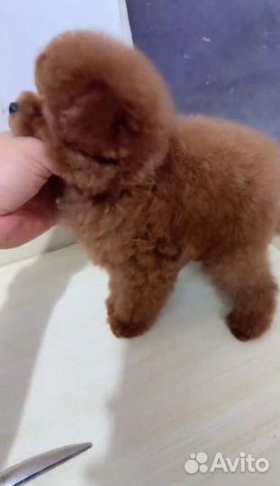 Тикап тедди пудель