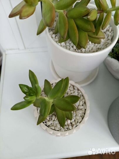 Седум Адольфа