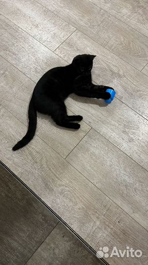 Котенок (девочка)