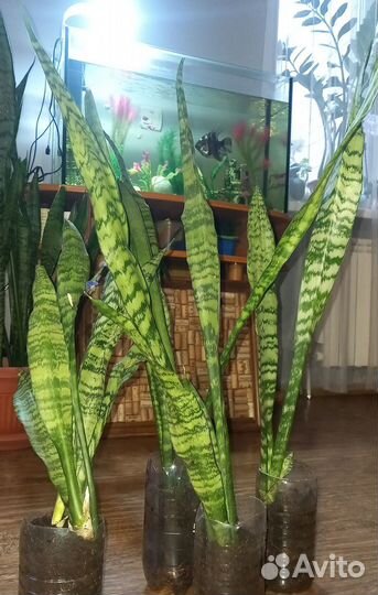 Сансевиерия (Тёщин язык)