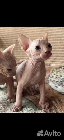 Канадский сфинкс мальчик