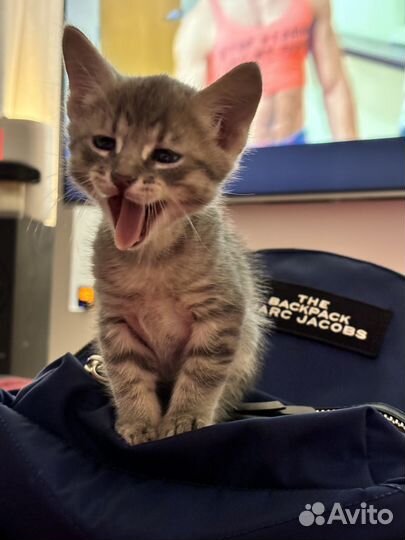 Котенок мальчик