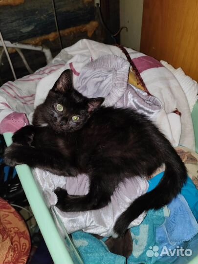 Красавчик Чернышка