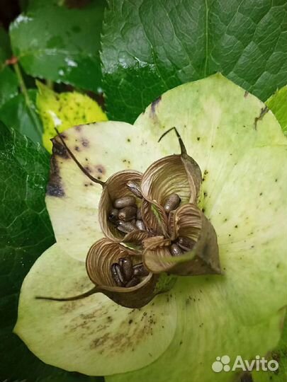Морозник Кавказский Черемша семена