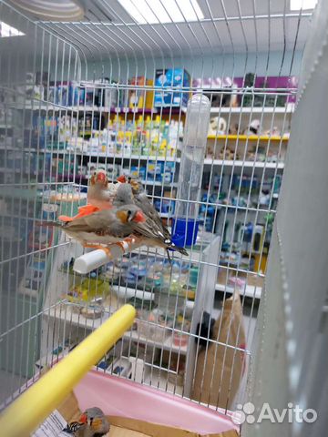 Амадины зебровые