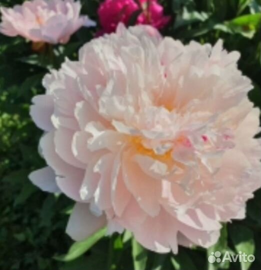 Продаю саженцы пиона