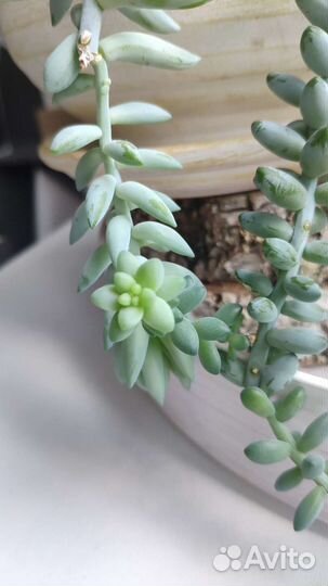 Седум моргана