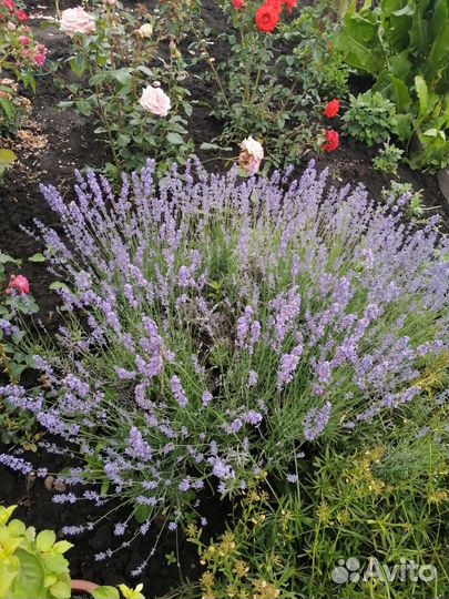 Лаванда