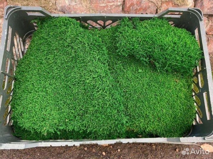 Мох Стабилизированный ягель, кочка, пласт, панно