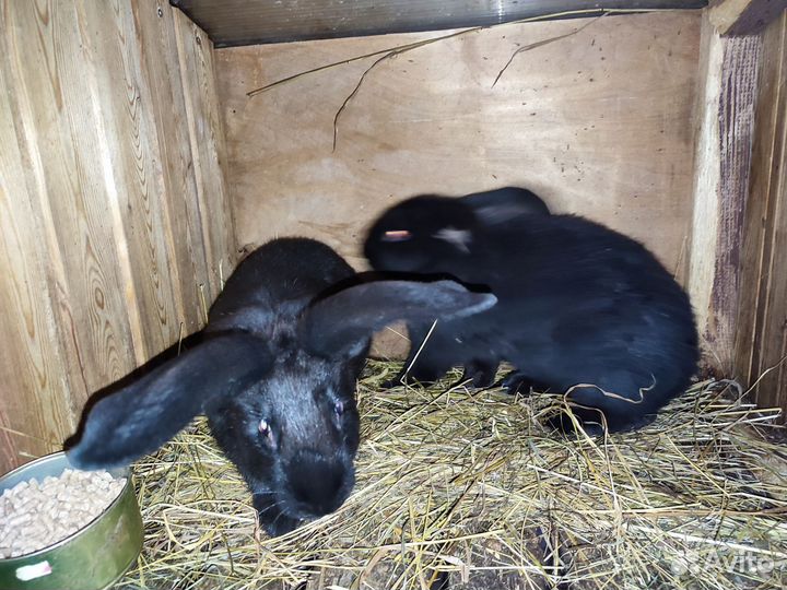 Кролики мясных пород великаны