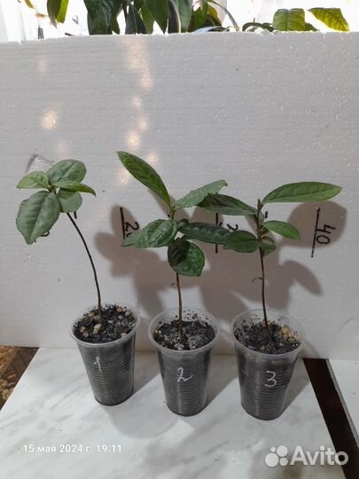 Камелия китайская(чай)