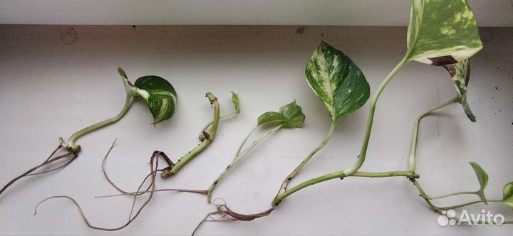 Черенки сциндапсус вериегатный