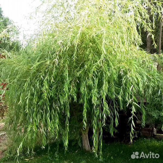 Саженцы ивы плакучей около 1м, из грунта
