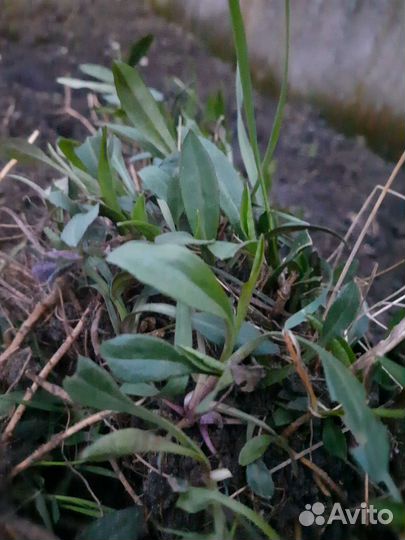 Астра многолетняя