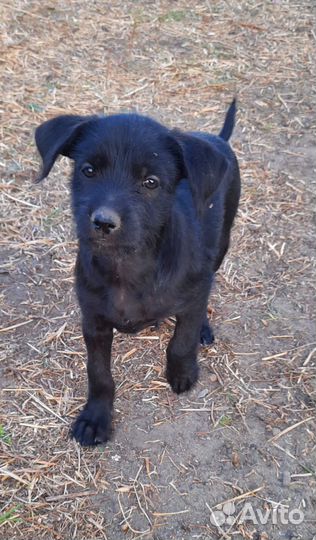 Щенок в добрые руки бесплатно