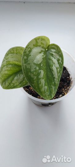 Сциндапсус пиктус треби Exotica