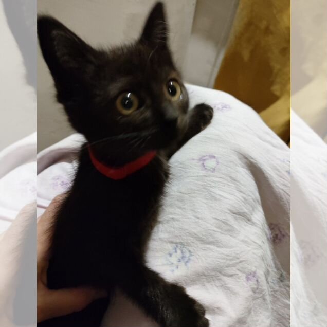 Котёнок в добрые руки