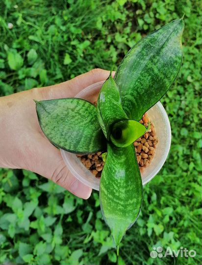 Сансевиерия сортовая