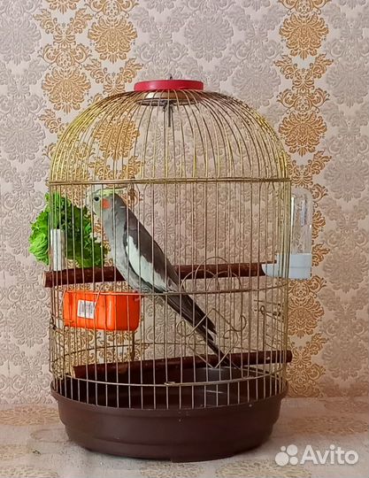 Попугай корелла с клеткой