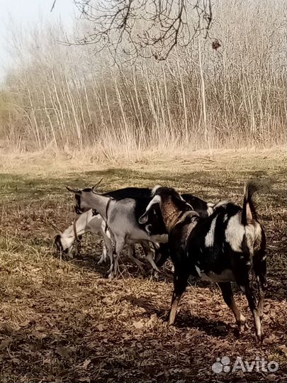 Козы, козёл, козочка