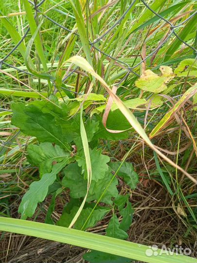 Дуб саженцы