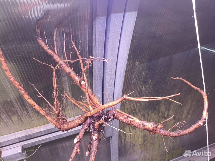 Ито пион Бартзелла 1 корень