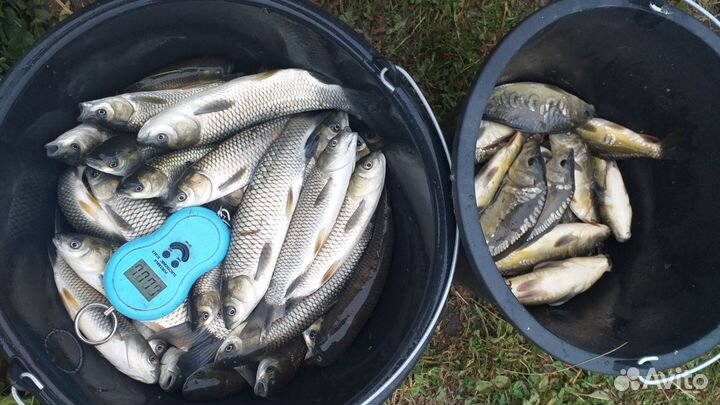 Белый амур для зарыбления