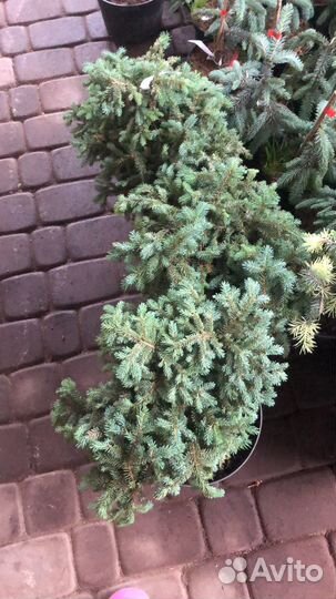 Ель колючая Соня