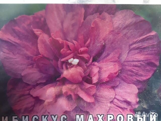 Саженцы гибискуса махрового