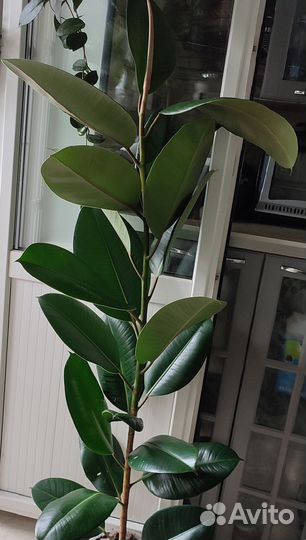 Разные комнатные цветы