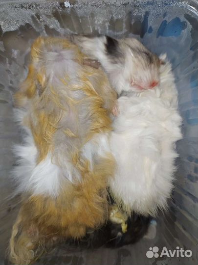 Хомяки заморозка. Мучной червь