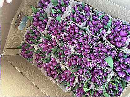 Тюльпаны свежие 19 шт букет