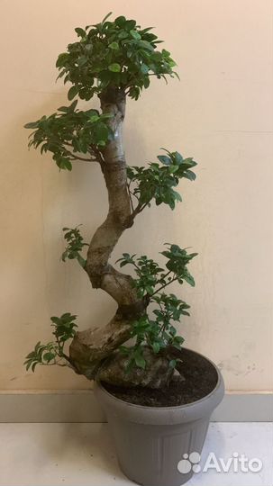 Фикус Бонсай Генсек