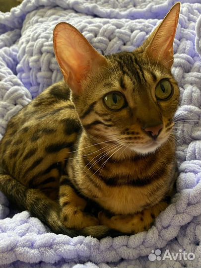 Бенгальская кошка