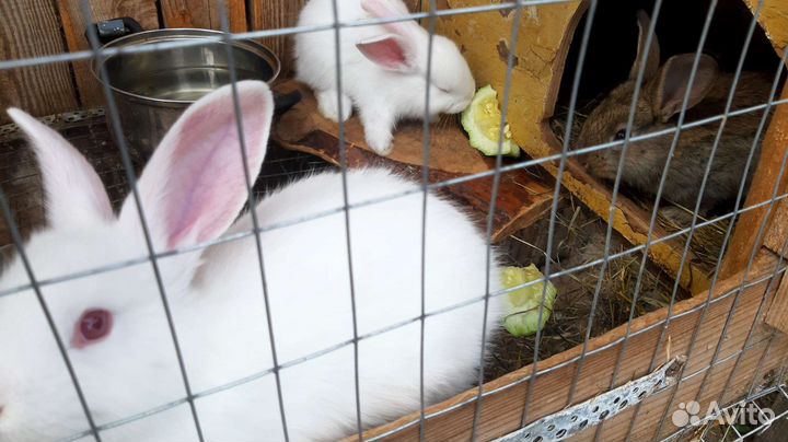 Кролики великаны цены разные