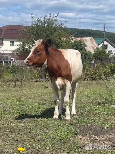 Телки 1,8и 1,9лет