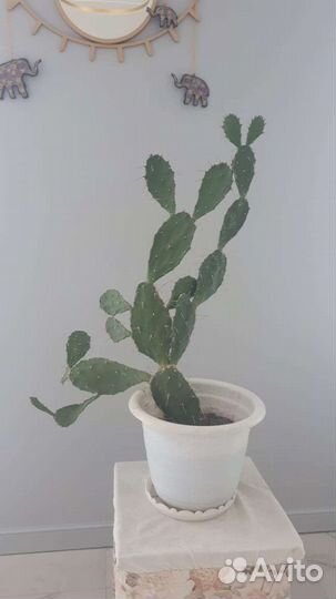 Кактус Опунция