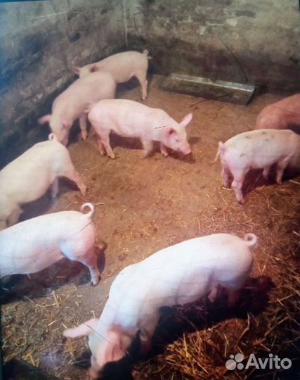 Поросята